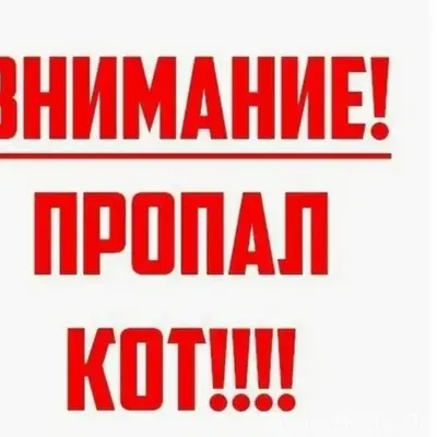 Пропал кот Батон, район Калинина 64