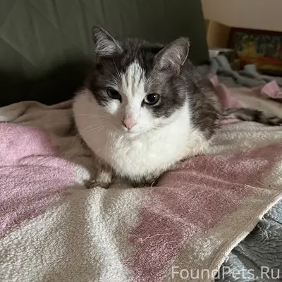 Найден кот, возле жк Аврора-2
