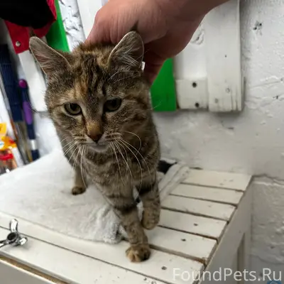 Найдена кошка, микрорайон Тавровский с Никольское