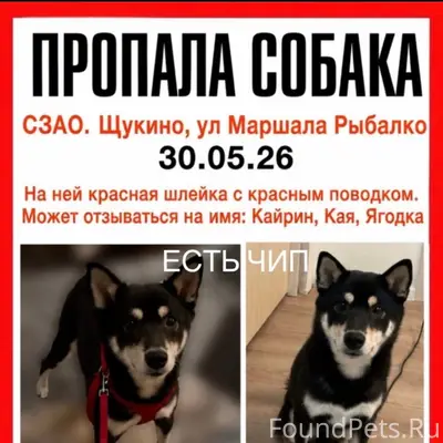 Пропала сиба-ину Кайрин, СЗАО