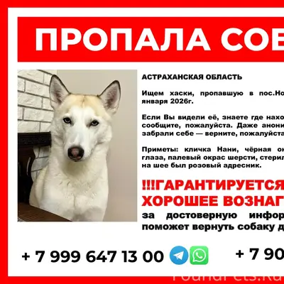 Пропала хаски, Астрахань