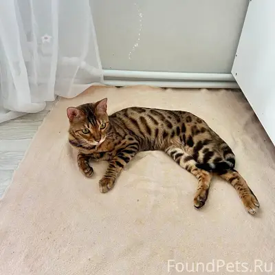 Пропал кот, 3 микр.
