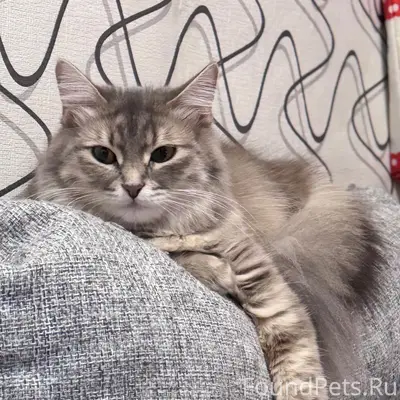 Пропала кошка Буся, район соцгорода «Брусчатое»