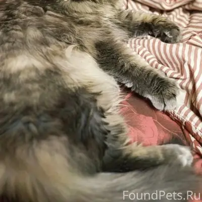 Пропала кошка, ул. Виноградная