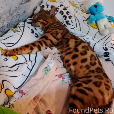 Нашелся кот Бенгал