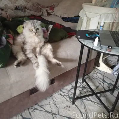 Пропал кот Жидкий, район Столичной 8а