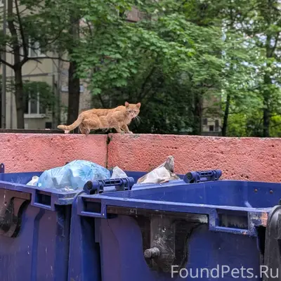 Найден рыжий кот, Санкт-Петербург, пр. Науки