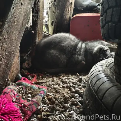 Найден вислоухий кот, ул. Маяковского