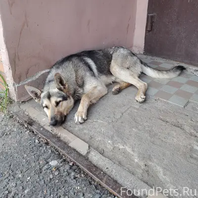 Найден тип собака, деревня Гришенки (Русское поле)