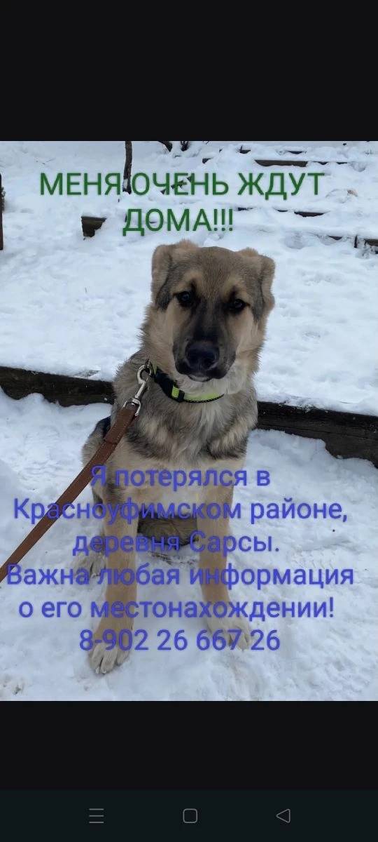 Пропала собака, серый с чёрным окрас, д. Сарсы