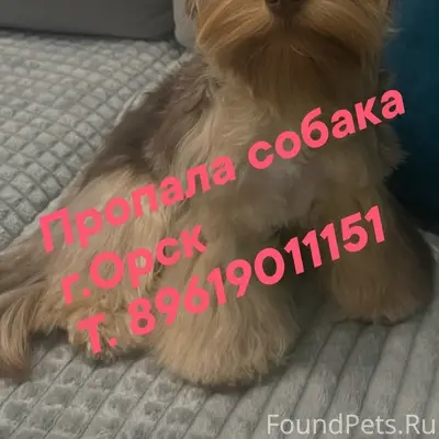 Пропала цветная собака йоркширского терьера, Орск