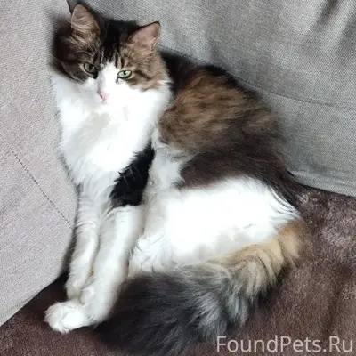 Пропал кот, район Химиков 10