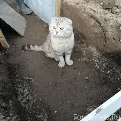 Пропал кот Марсик, улица Рабочей Молодёжи