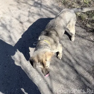 Найден пёс, мкр. Львовский