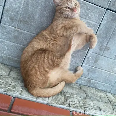 Пропал рыжий кот Лелик, Коломна