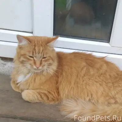 Пропал рыжий кот, без указания места