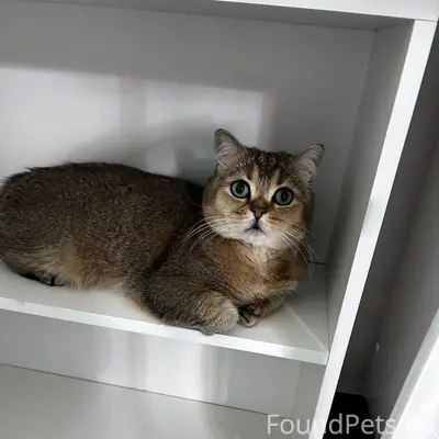 Пропал Скотиш страйт, район Приморской