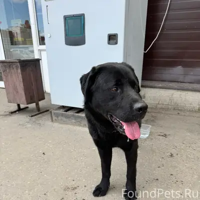 Найден пес, ТЦ Главснаб