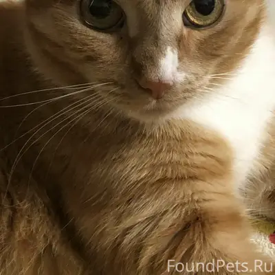 Пропал кот Миллер, Ершовский переулок
