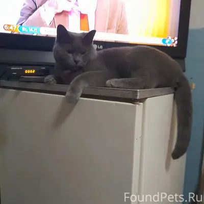 Пропал кот, район УПКБ Деталь