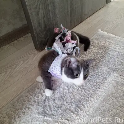 Пропала кошка Муся, проспект Ленина