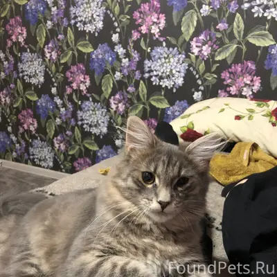 Пропал котёнок Жорик, район Желябова