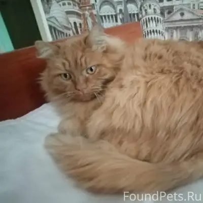 Пропал рыжий кот, район Красного октября