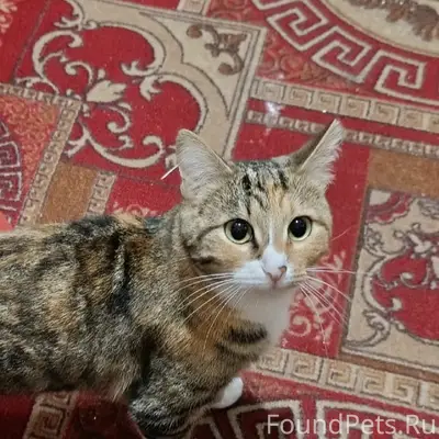 Пропала кошка, Первомайская