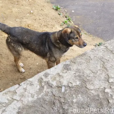 Пропал пёс, район Катаева, Морозова