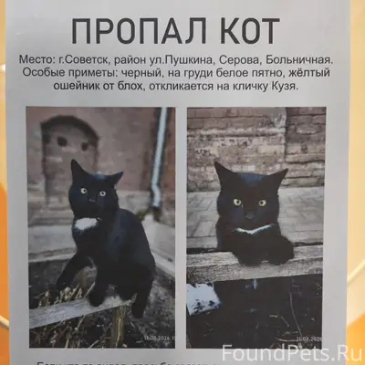 Пропал кот Кузя, район ул. Пушкина