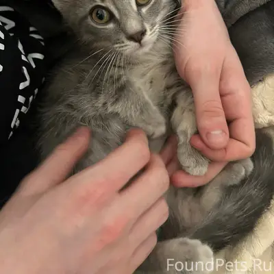 Найден котенок, центр