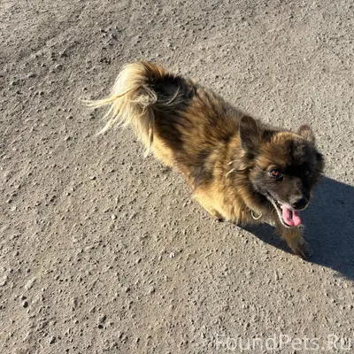 Найден пёс, район 1 школы, Октябрьская