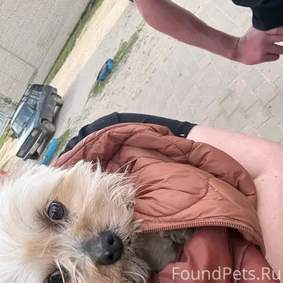 Найден тип собака, Нерехтская 62а