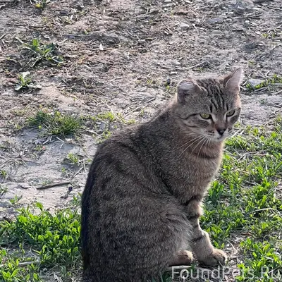 Найден кот, Калининский район