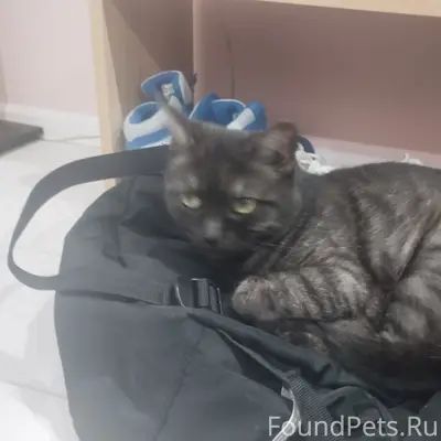 Пропала кошка
