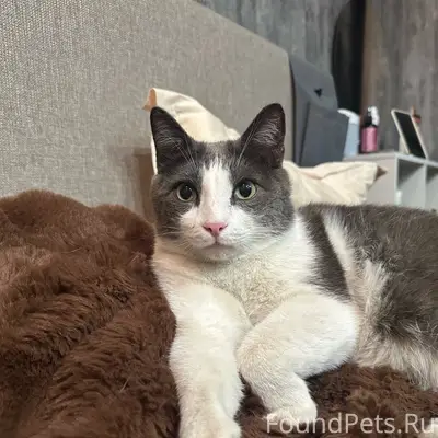 Найден кот, Калининский район
