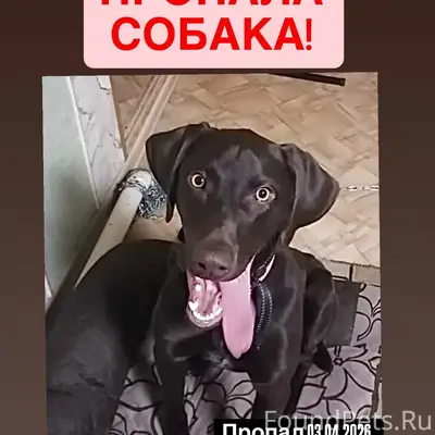 Пропала собака,