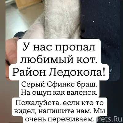 Пропал Сфинкс браш Кот-Цветочек, район ТЦ Ледокл