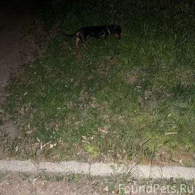 Пропала собака, Мира 73