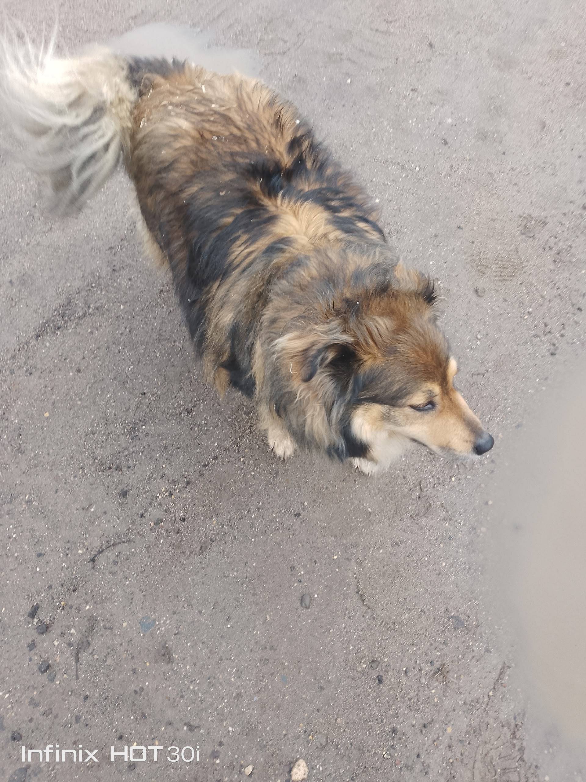 Пропал Роник