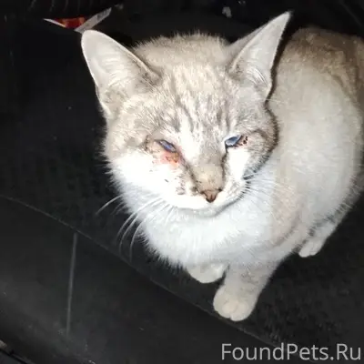 Пропал похожий на сиамского кот, Рахманинова