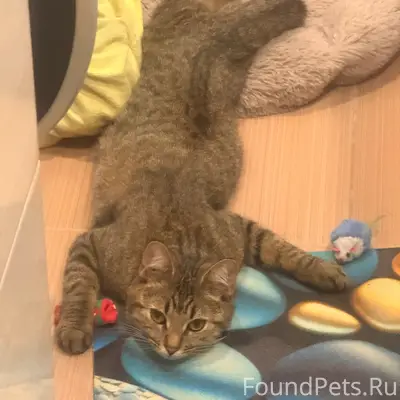 Пропала домашняя кошка Няша, район «стекляшки»