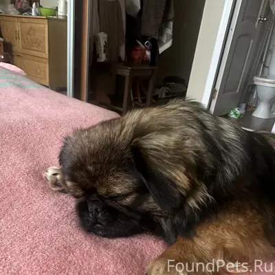 Пропала собачка 