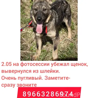 Пропал щенок, Чеховский район