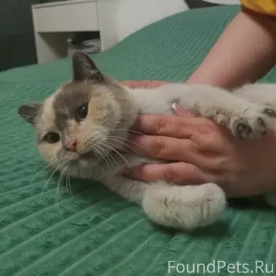 Найдена кошка, район 4 Центральный 19