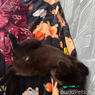 Найден кот, Эжвинские дачи, Юбилейный
