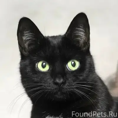 Пропала кошка Лиза, Северный район