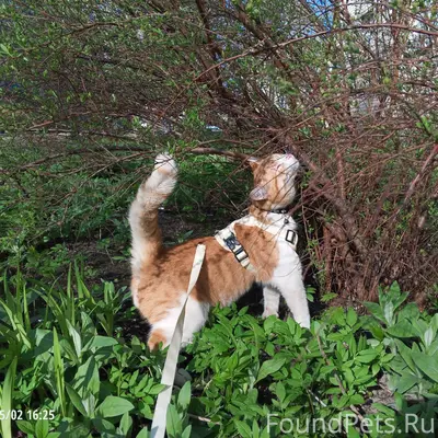 Пропал кот, г. Козельск