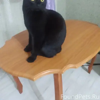Пропала кошка Дуся, район Спортивная 19