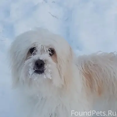 Пропала собака, 5-й мкр